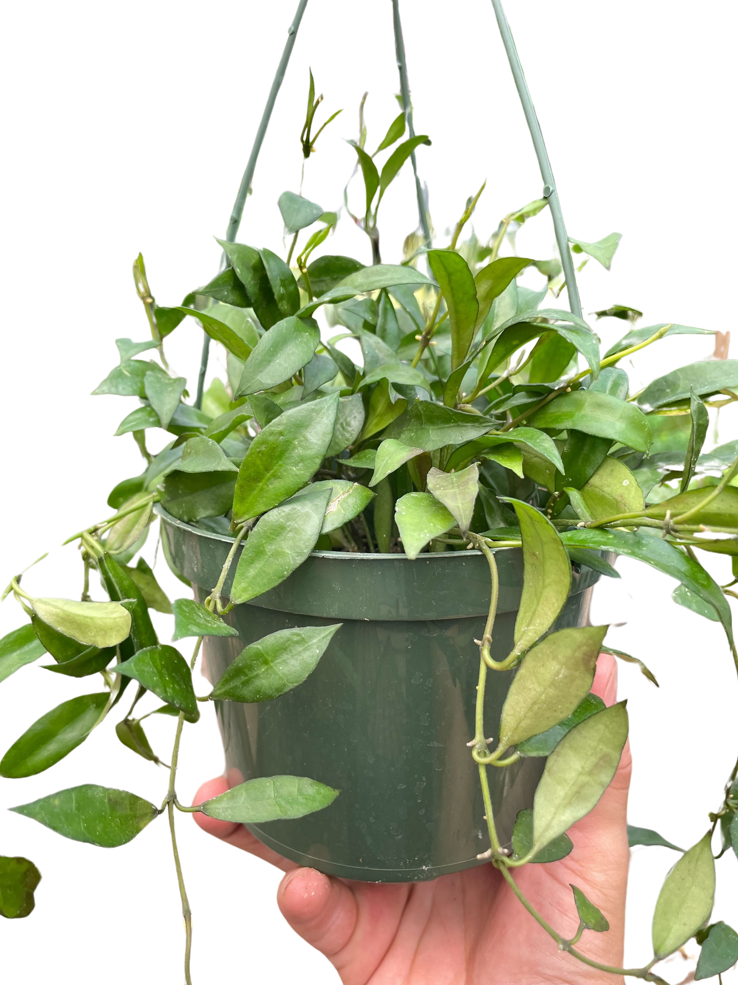 Hoya lacunosa