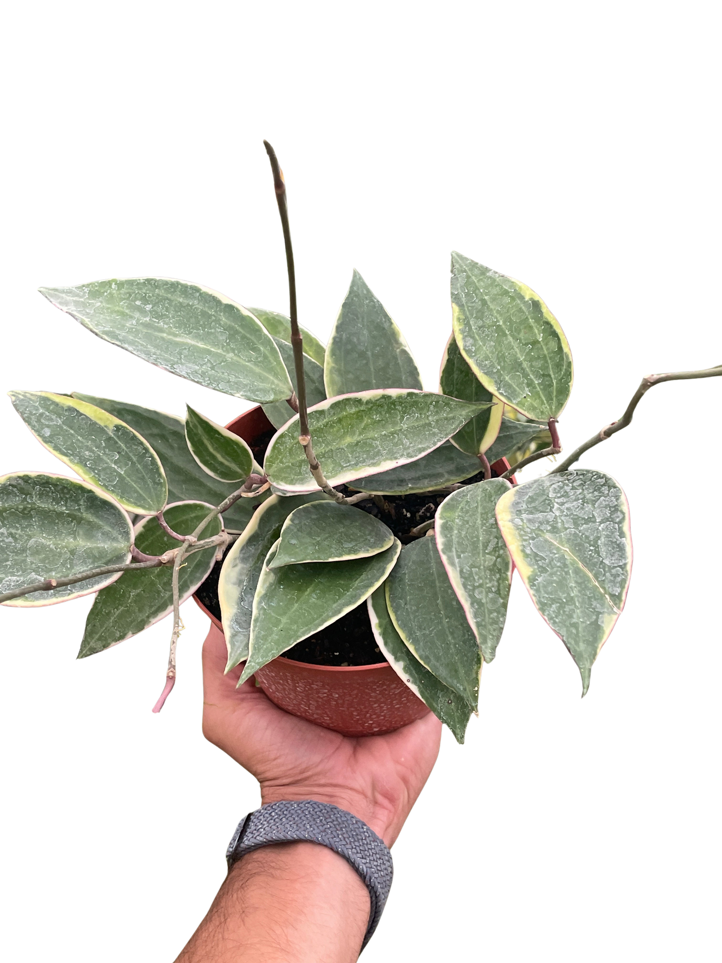 Hoya macrophylla 'Albomarginata'