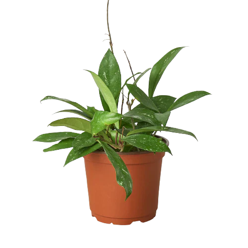 Hoya pubicalyx