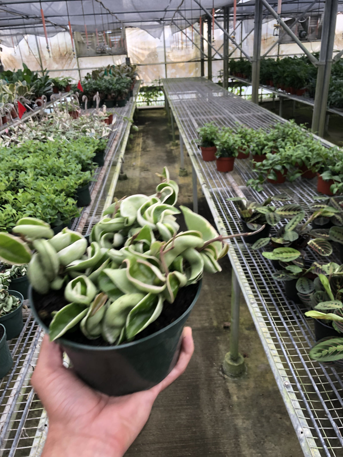 Variegated rope plant