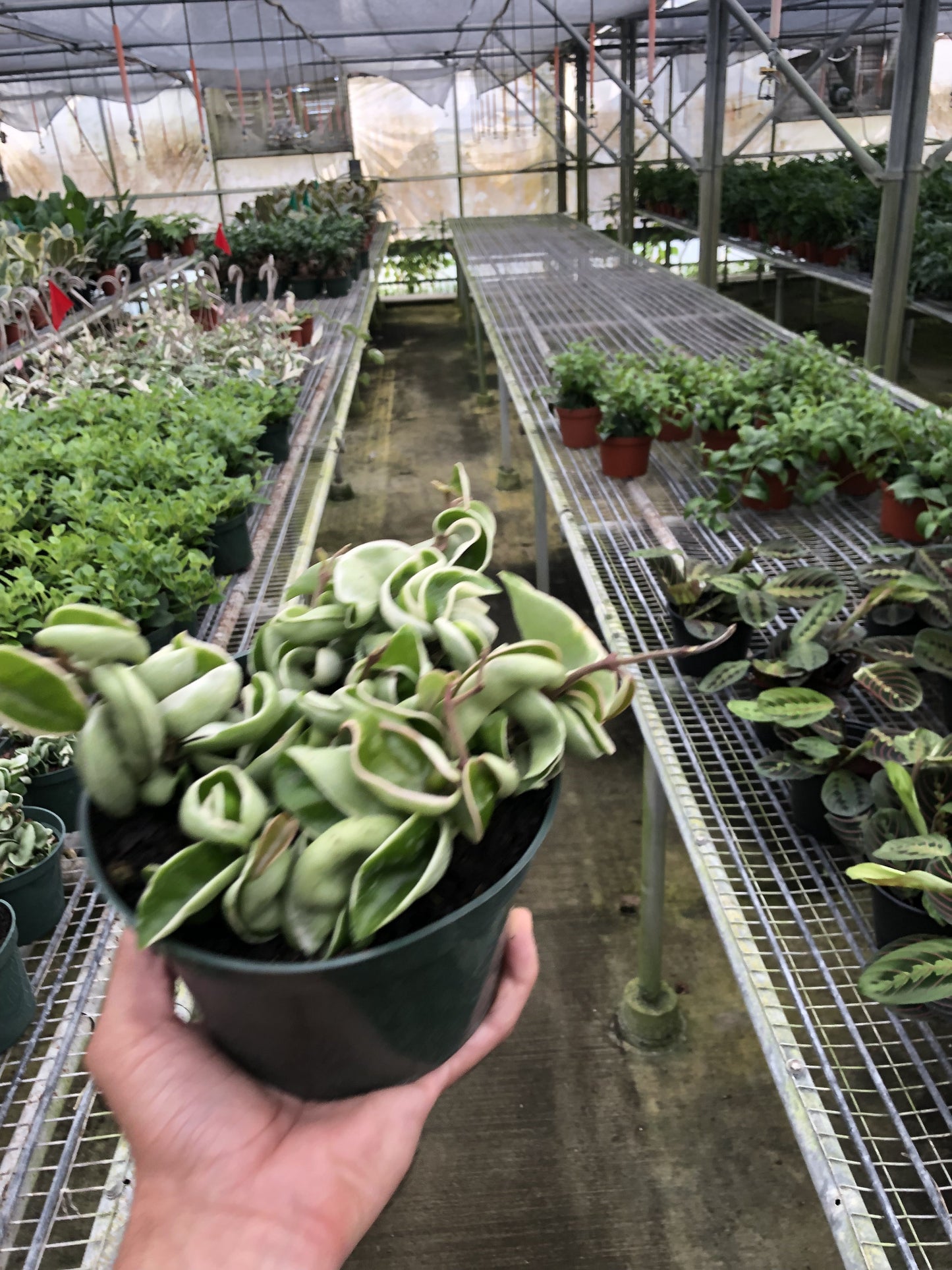 Variegated rope plant