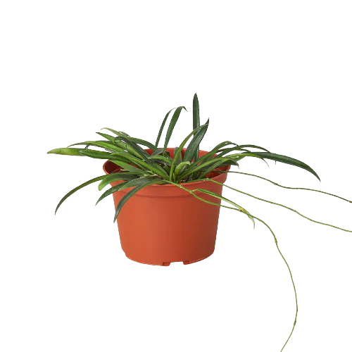 String Bean Hoya