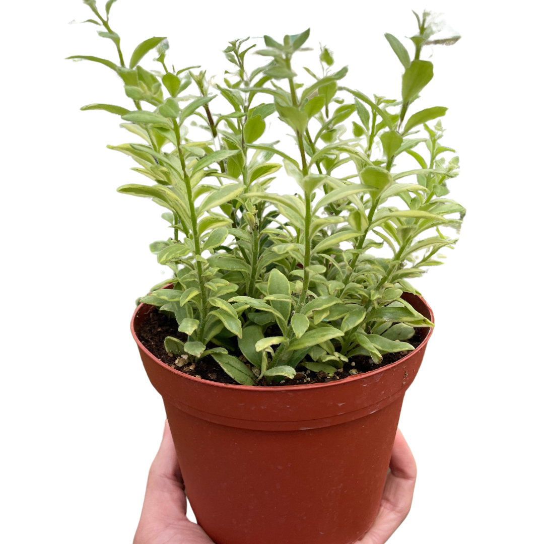 Lipstick plant 'Bolero Bicolore'