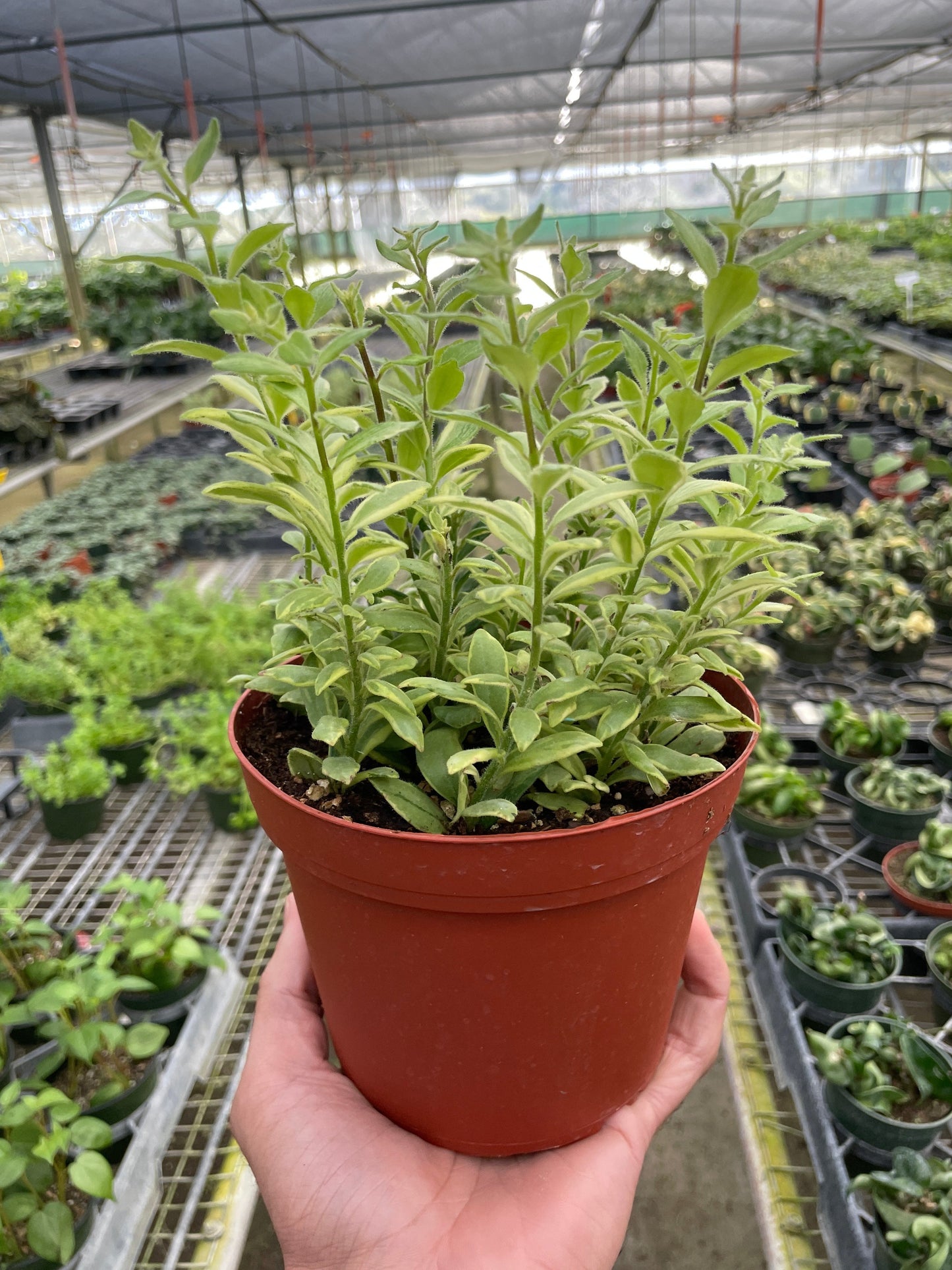 Lipstick plant 'Bolero Bicolore'