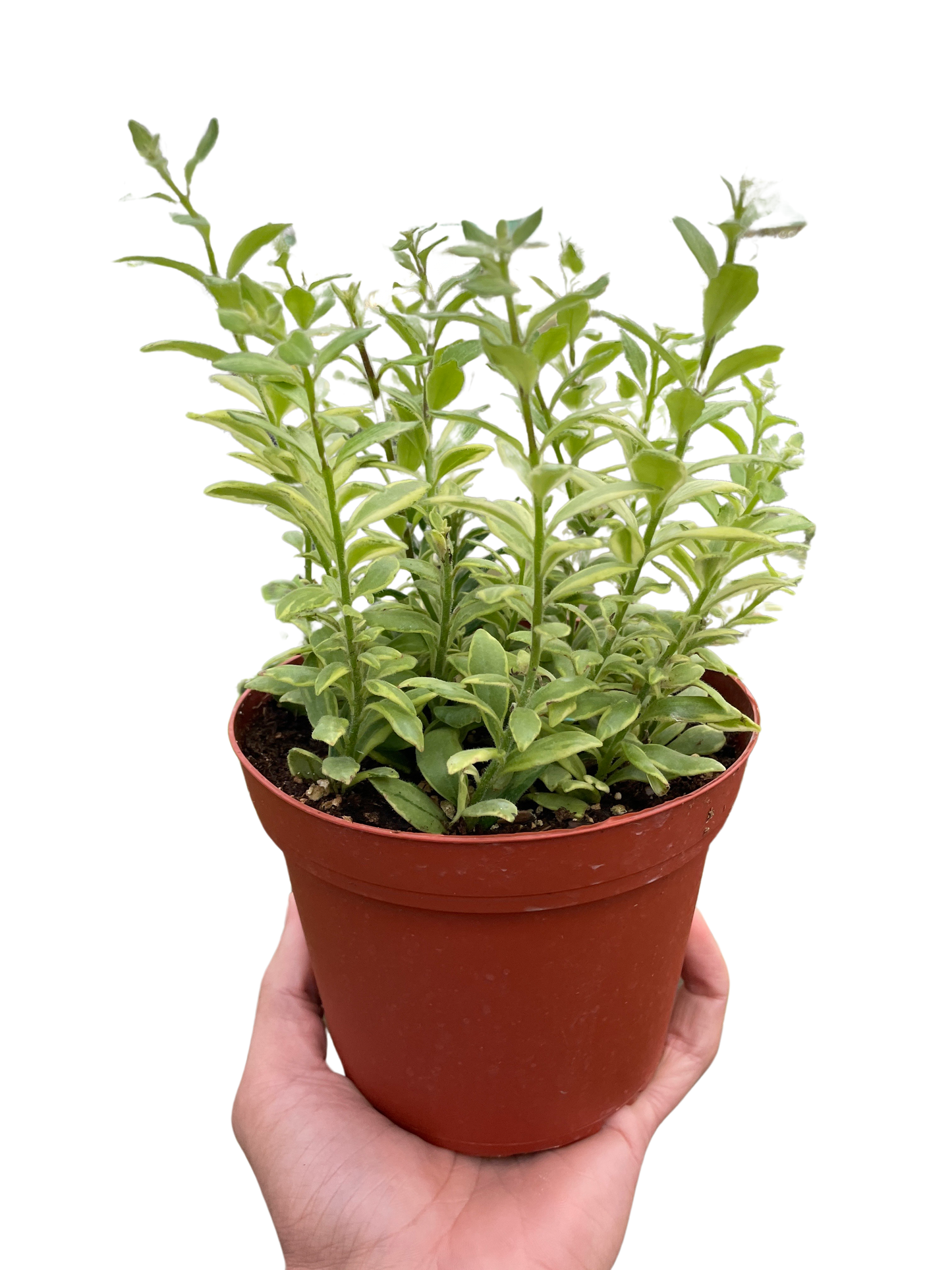 Lipstick plant 'Bolero Bicolore'