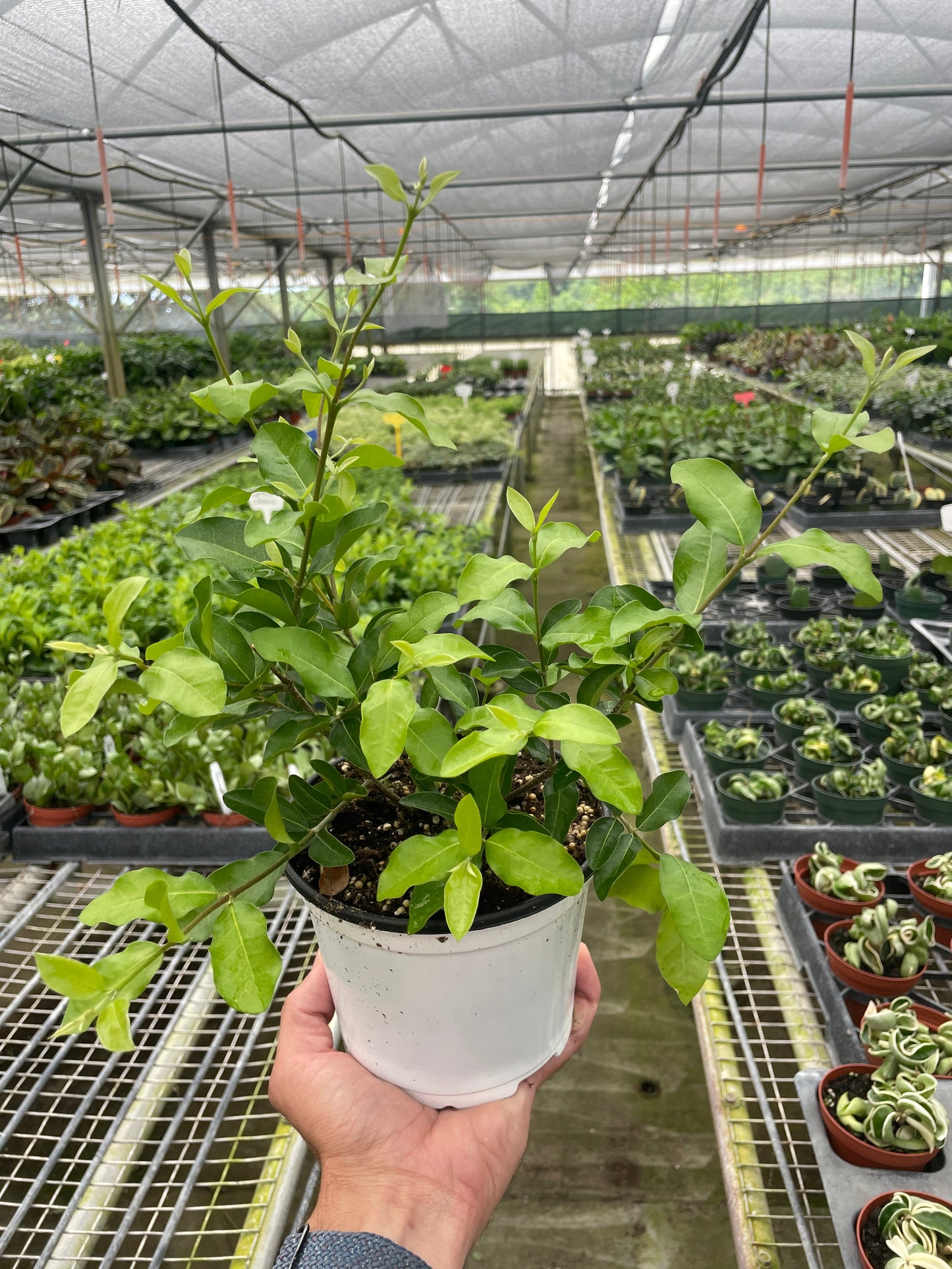 Barbados Cherry