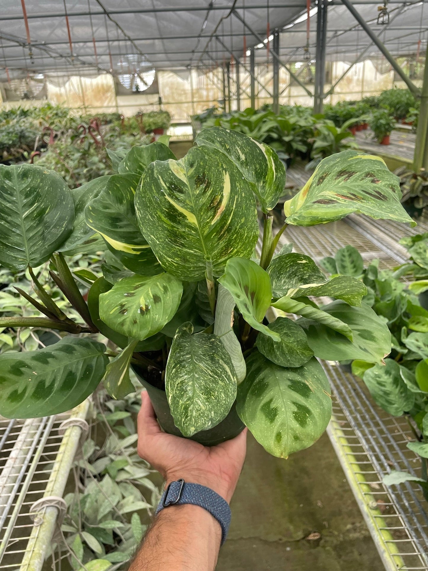 Prayer plant 'Kerchoveana Variegata'