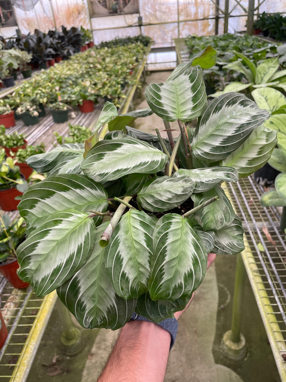 Prayer plant 'Silver Band'