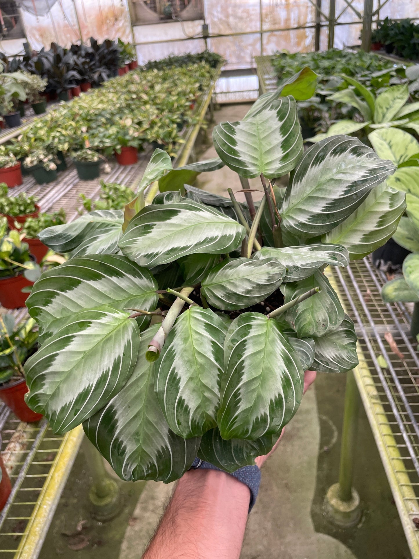 Prayer plant 'Silver Band'