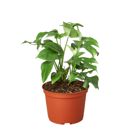 Mini Monstera