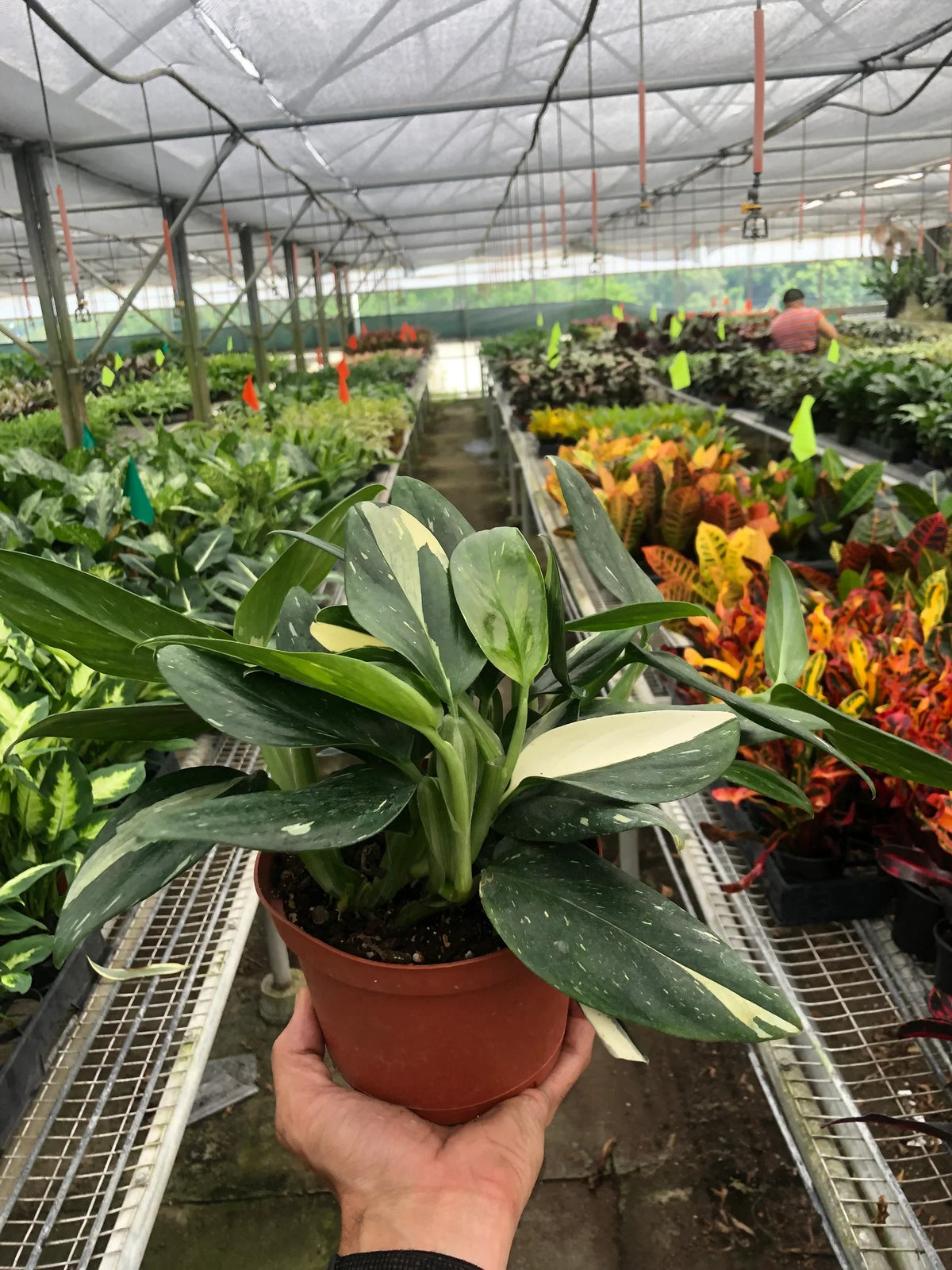 Monstera standleyana 'Albovariegata'
