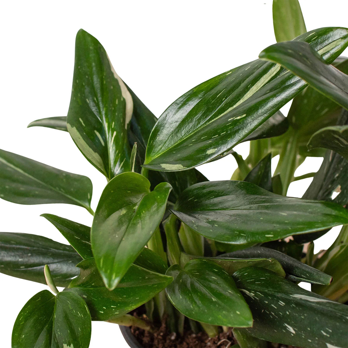 Monstera standleyana 'Albovariegata'