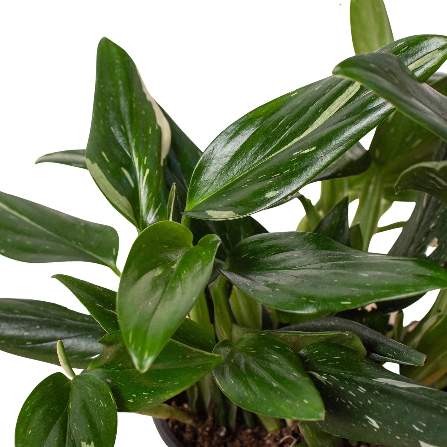 Monstera standleyana 'Albovariegata'