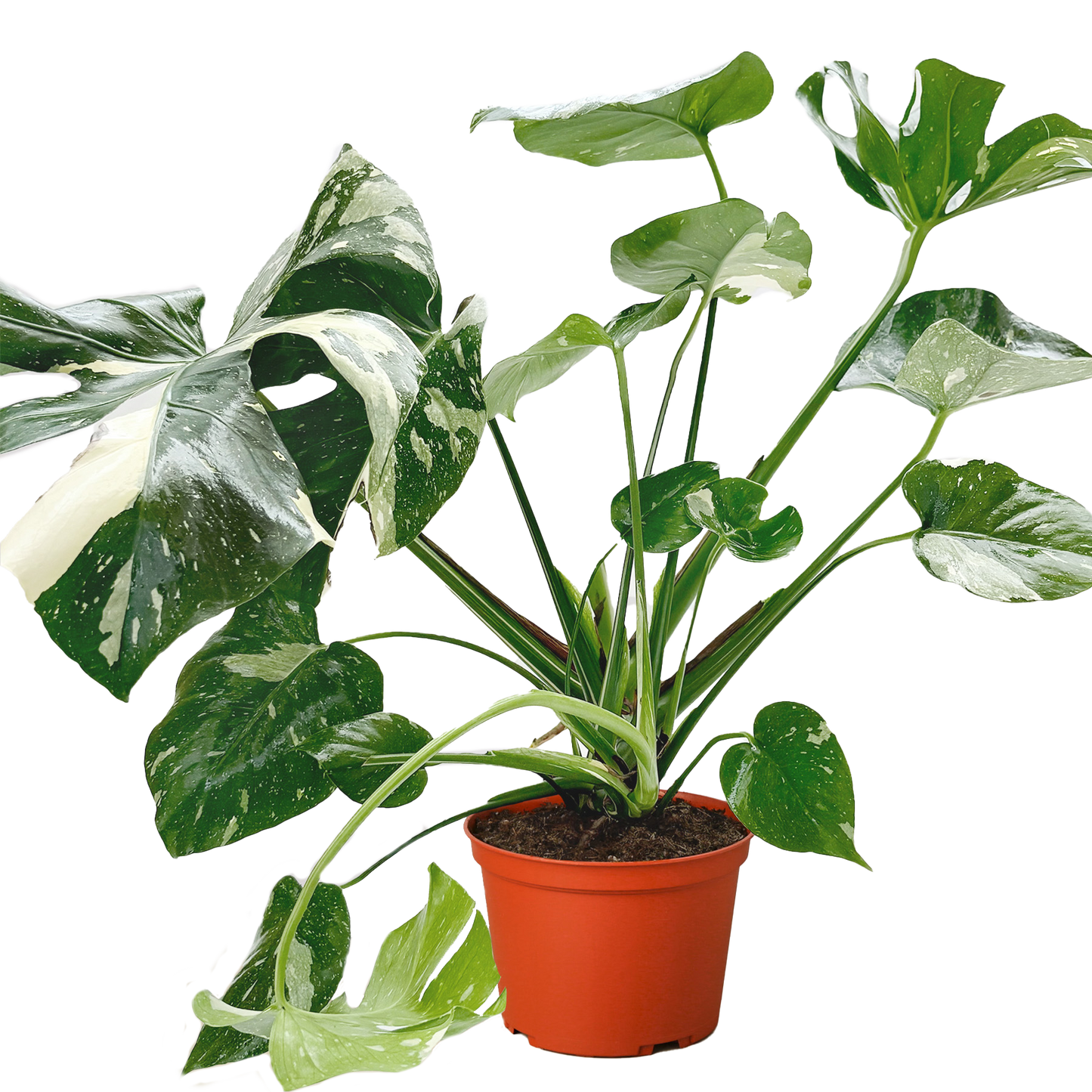 monstera constelación Monstera 'Thai Constellation' – Planta