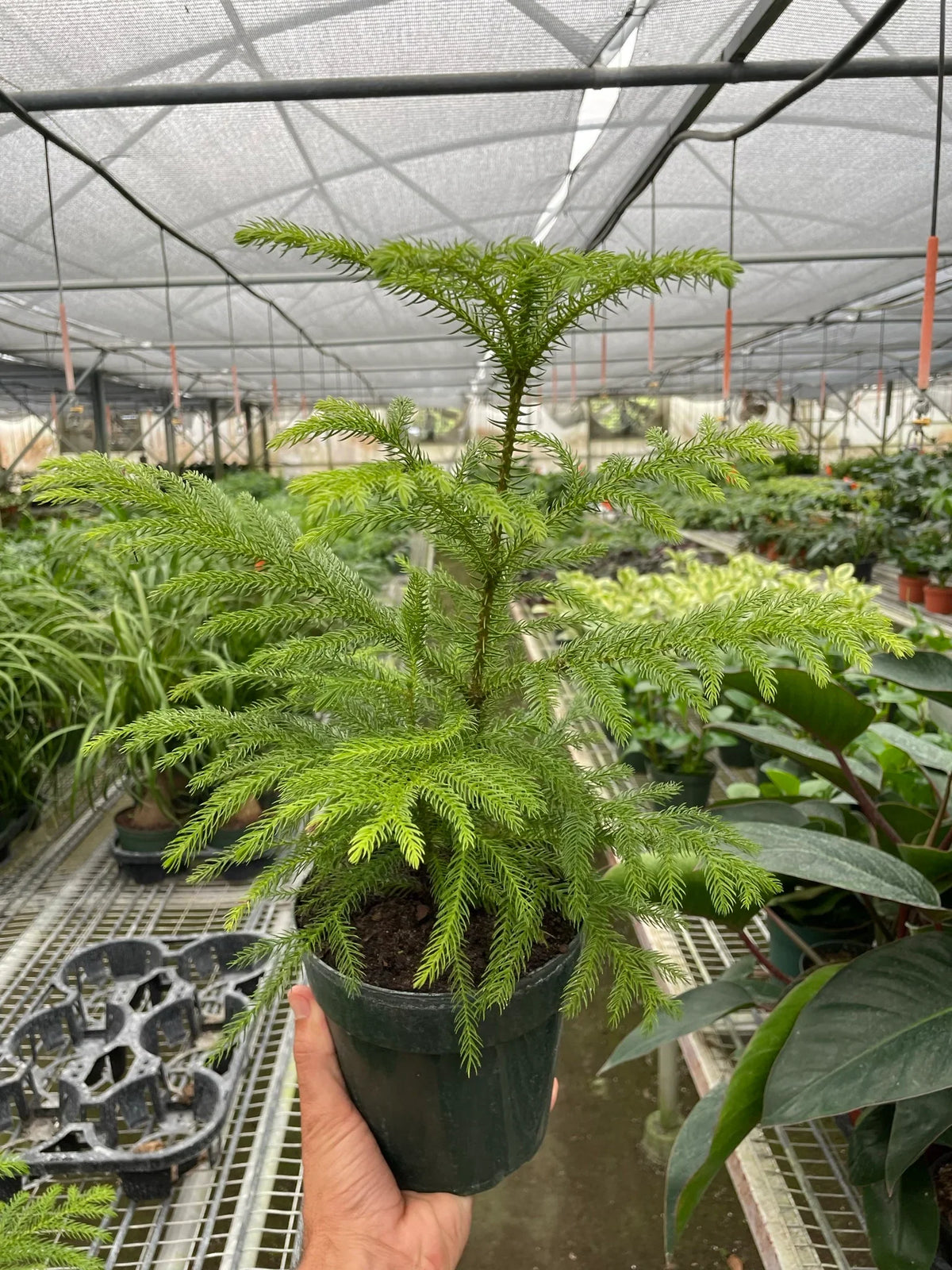 Norfolk Pine