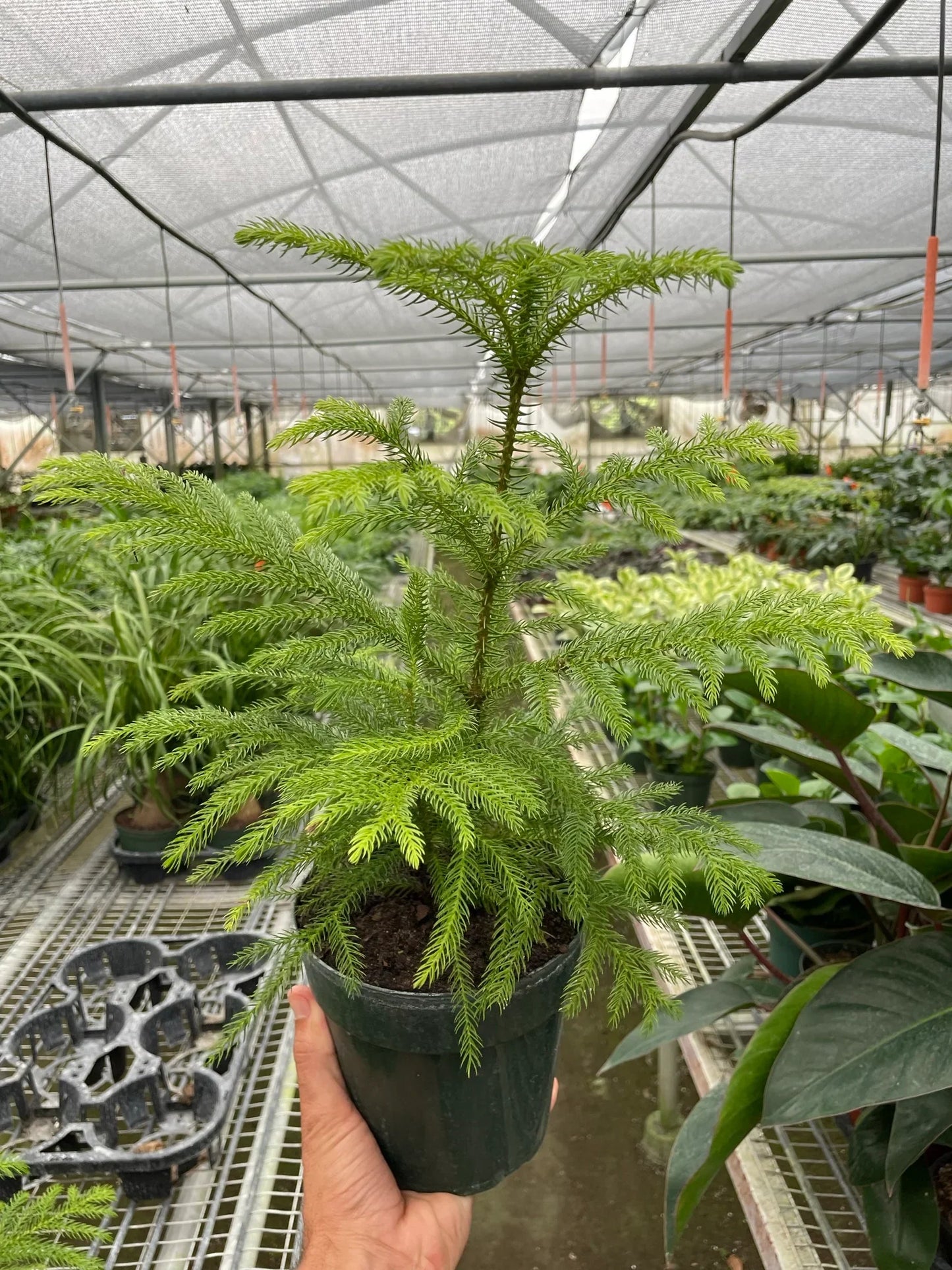 Norfolk Pine