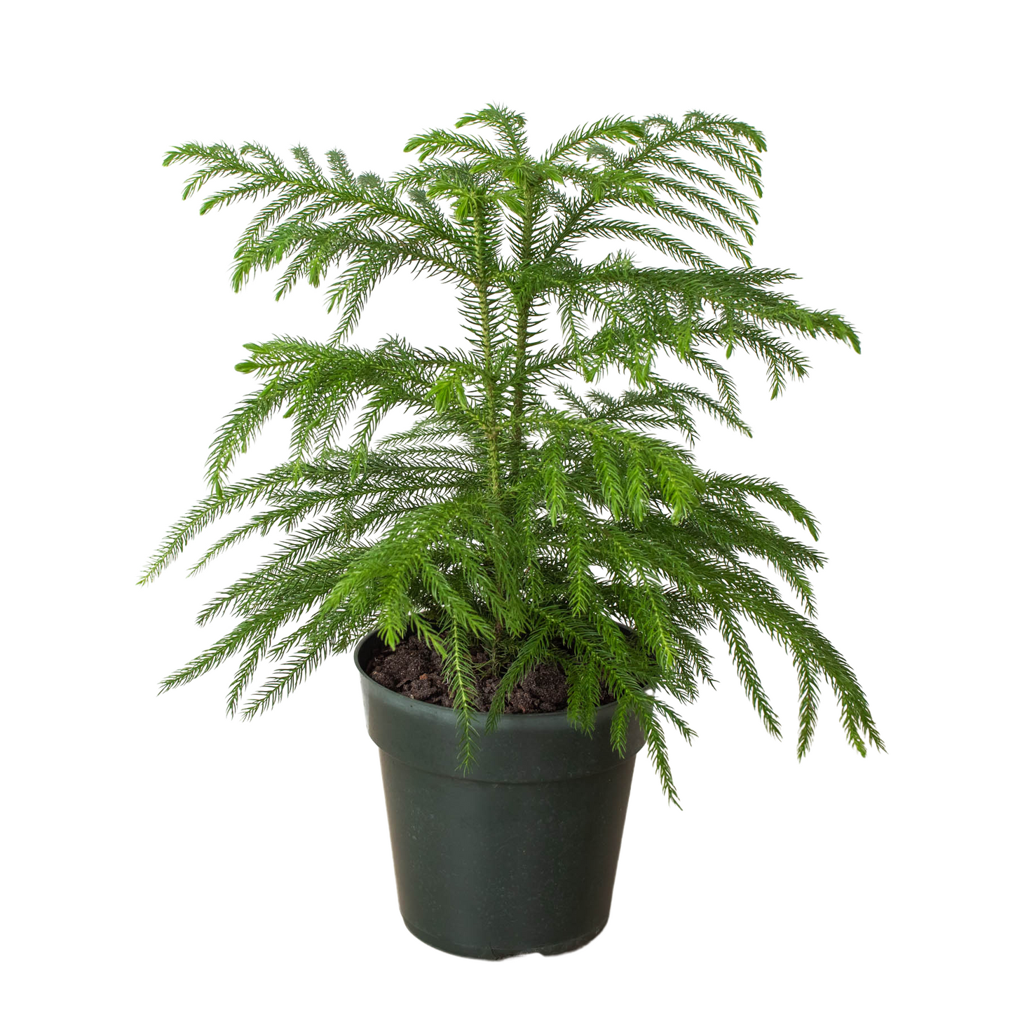 Norfolk Pine