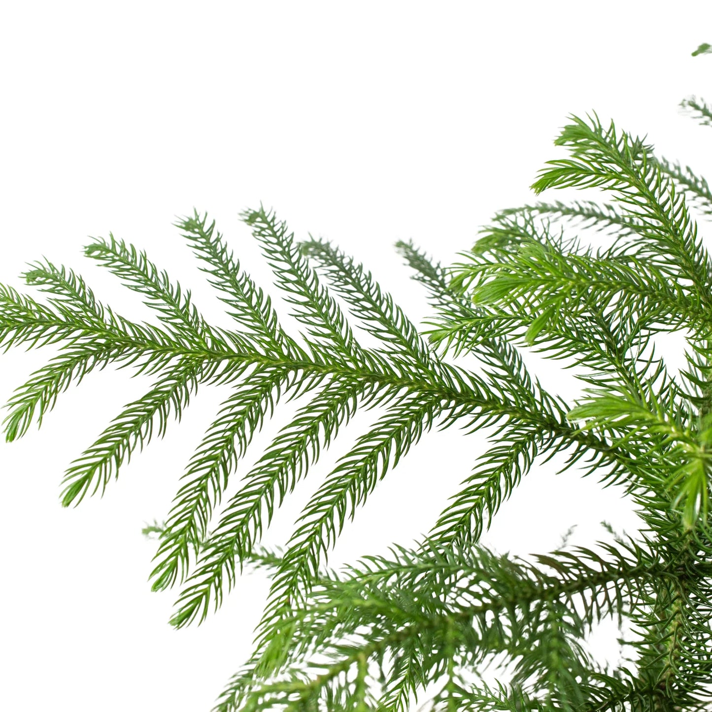 Norfolk Pine