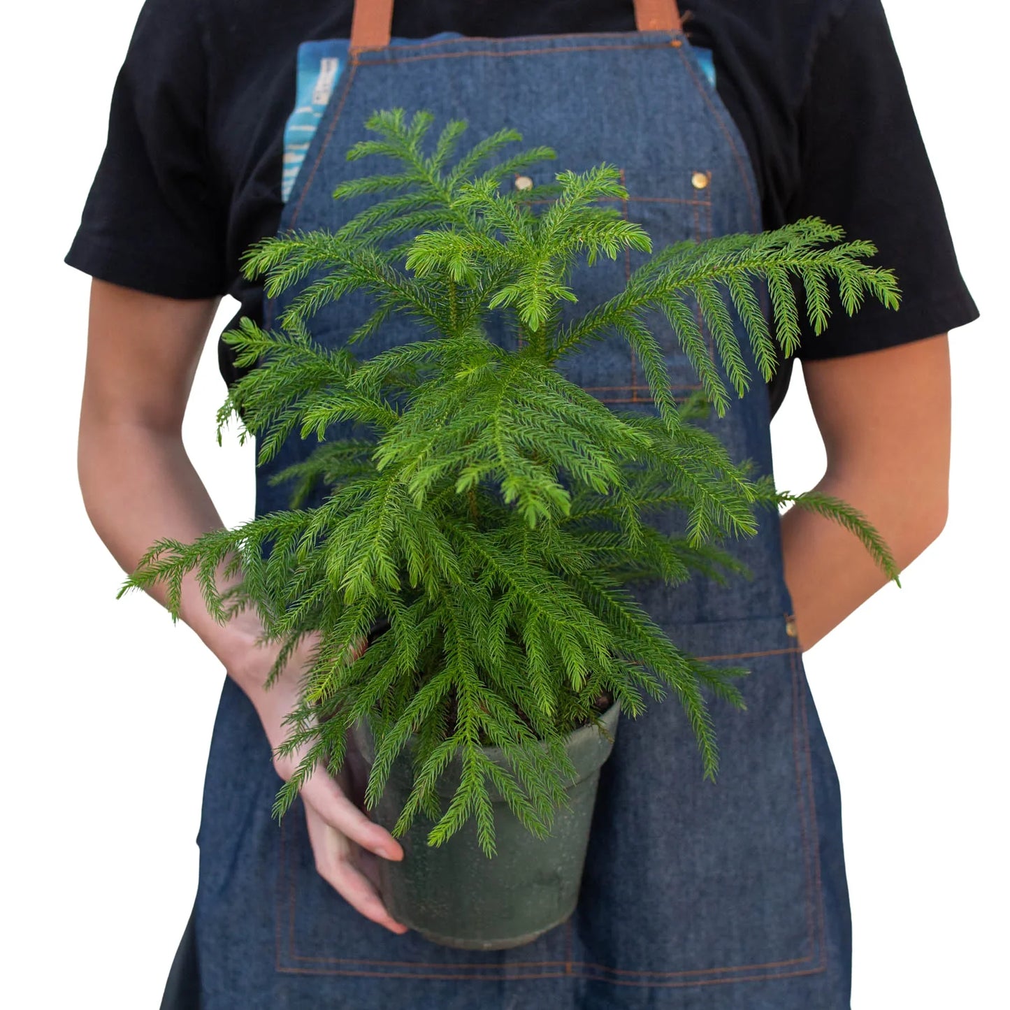 Norfolk Pine