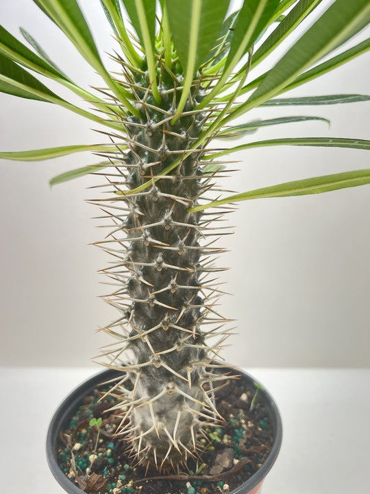 Madagascar Palm