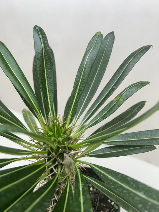 Madagascar Palm