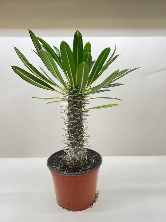 Madagascar Palm