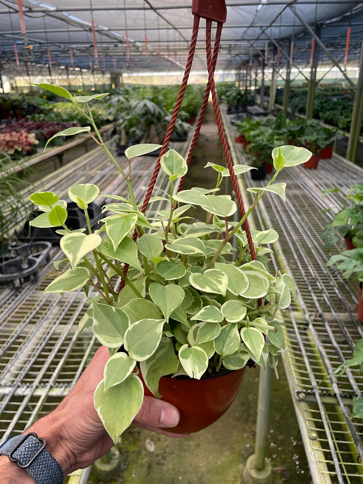 Cupid Peperomia