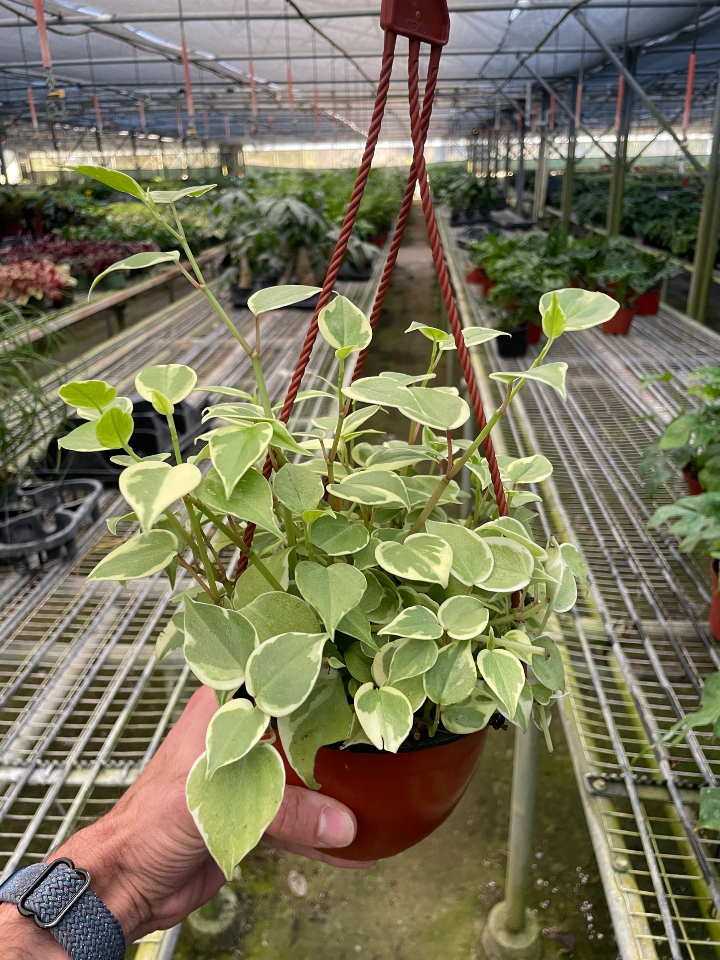 Cupid Peperomia
