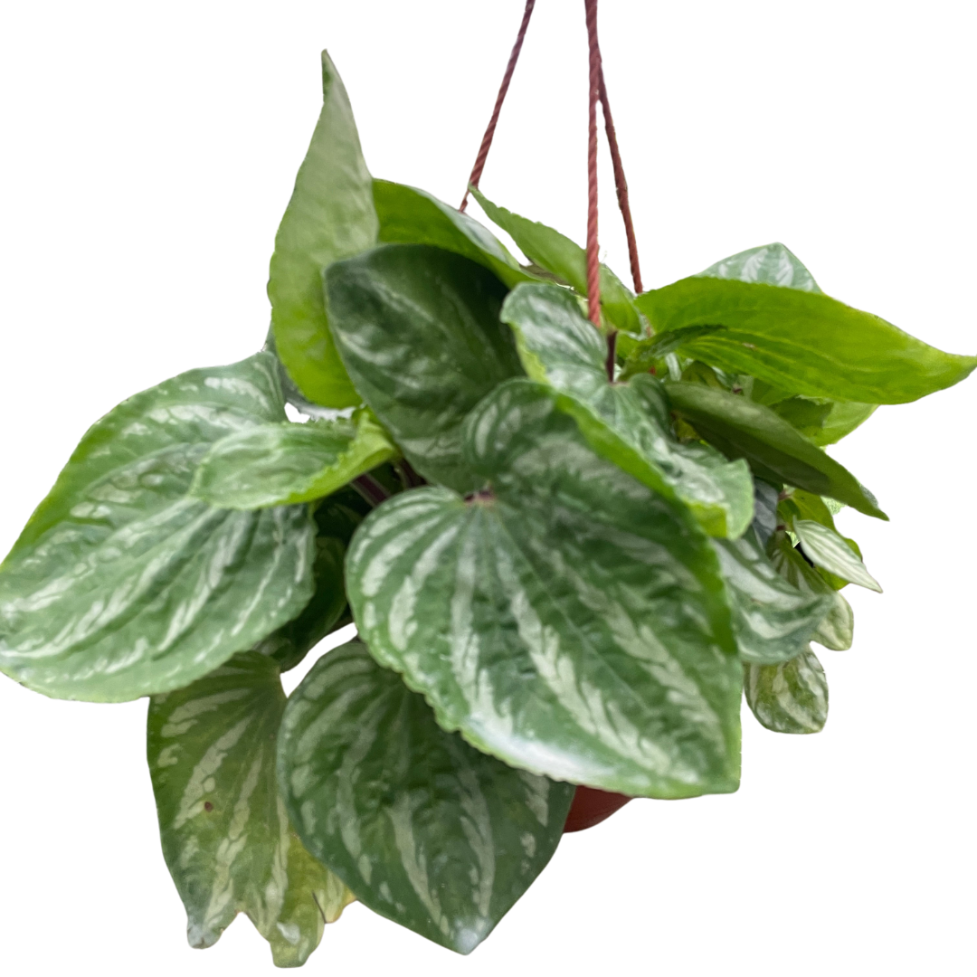 Peperomia 'Ecuador'