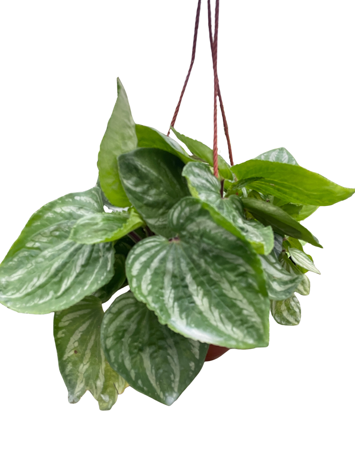 Peperomia 'Ecuador'
