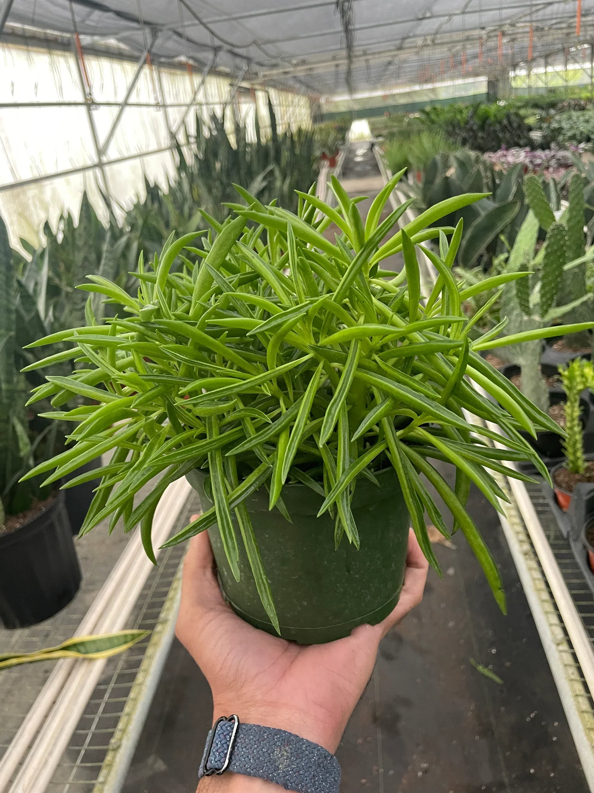 Pincushion Peperomia