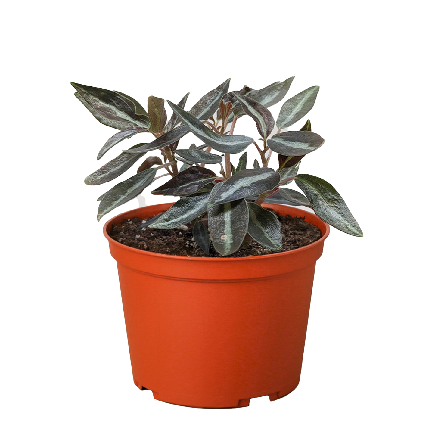 Peperomia Metallica
