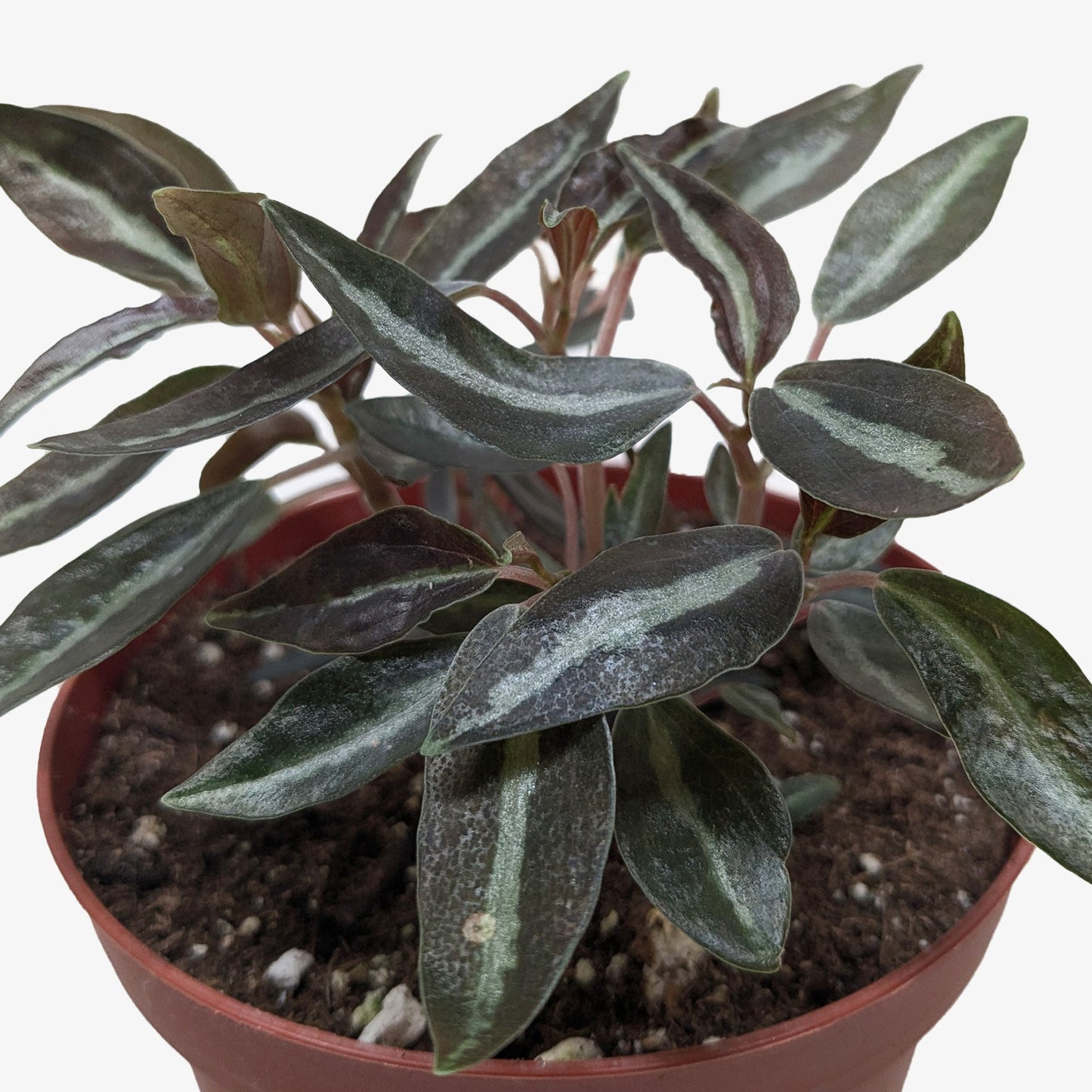 Peperomia Metallica