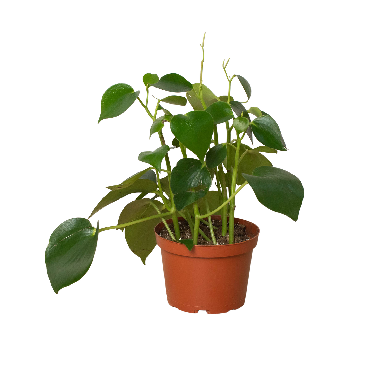 Raindrop Peperomia