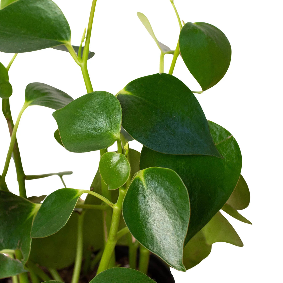 Raindrop Peperomia