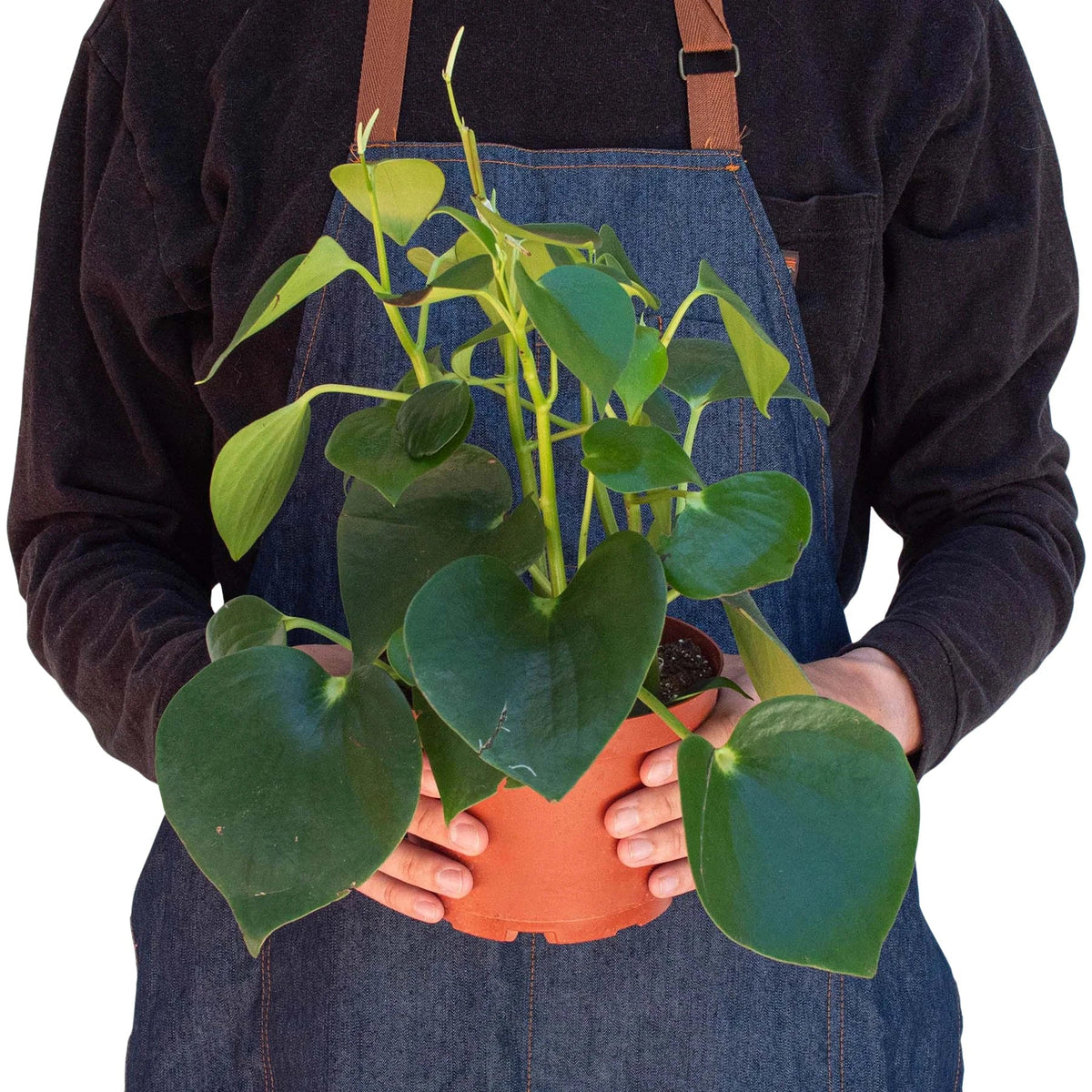 Raindrop Peperomia