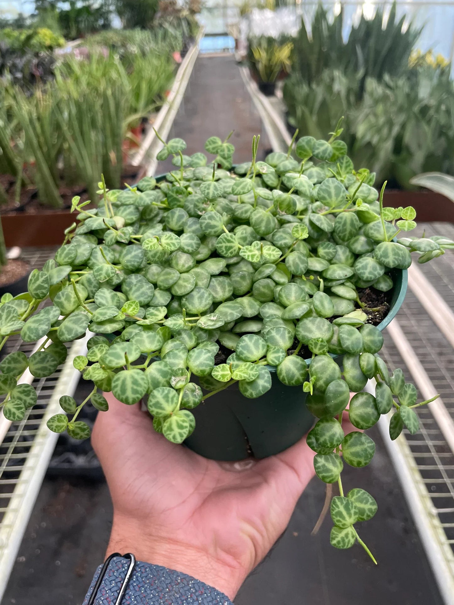 String of Turtles