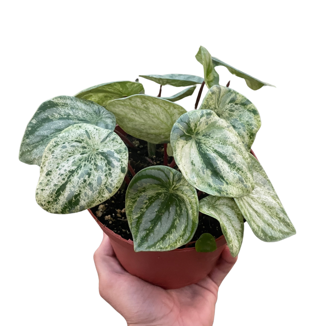 Watermelon Peperomia 'Variegated'