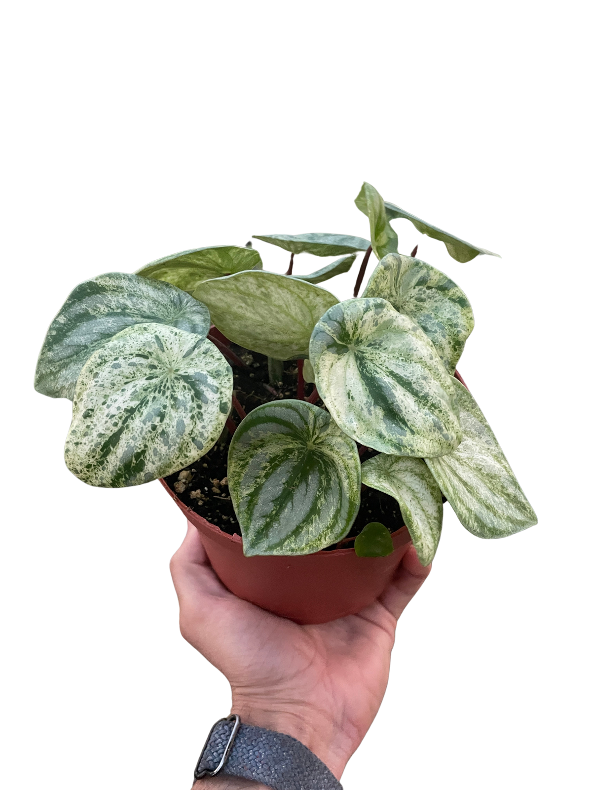 Watermelon Peperomia 'Variegated'