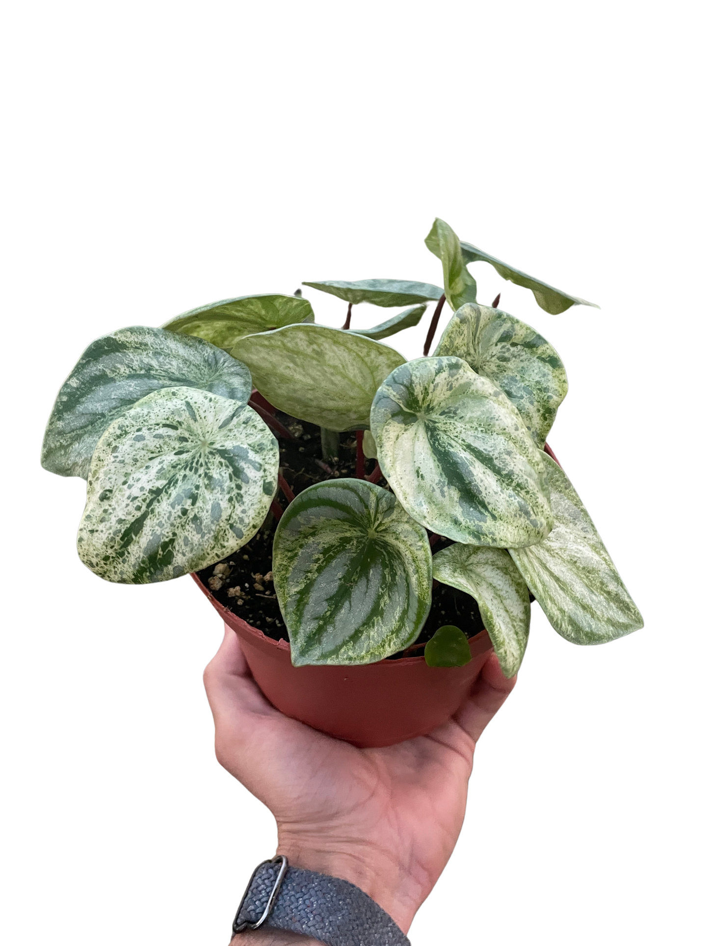 Watermelon Peperomia 'Variegated'