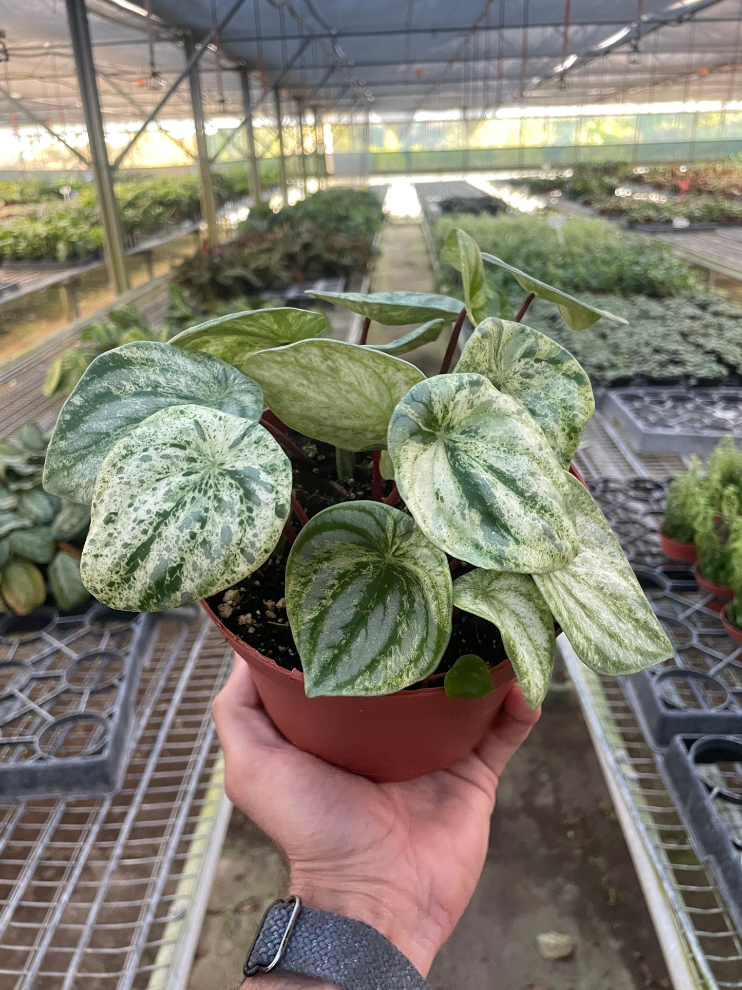 Watermelon Peperomia 'Variegated'