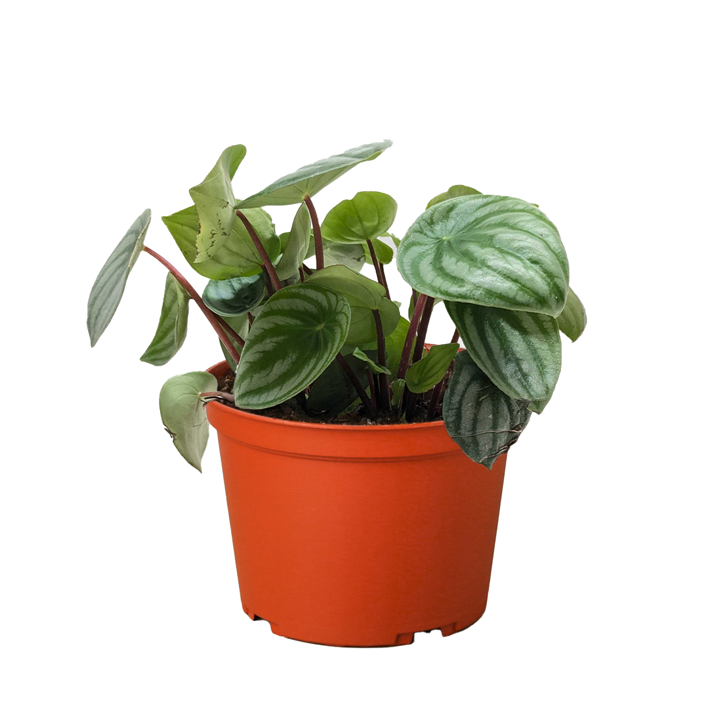 Watermelon Peperomia