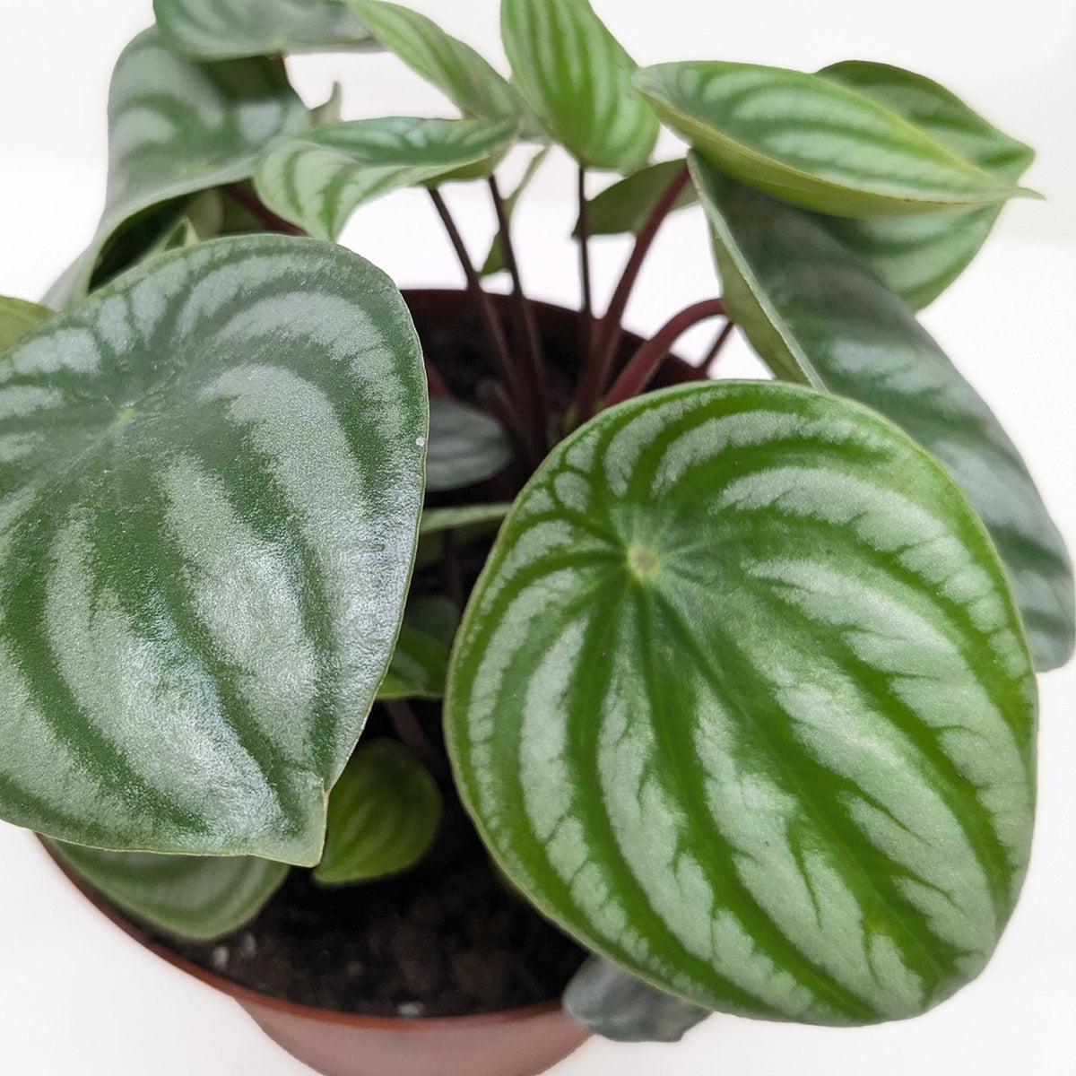 Watermelon Peperomia