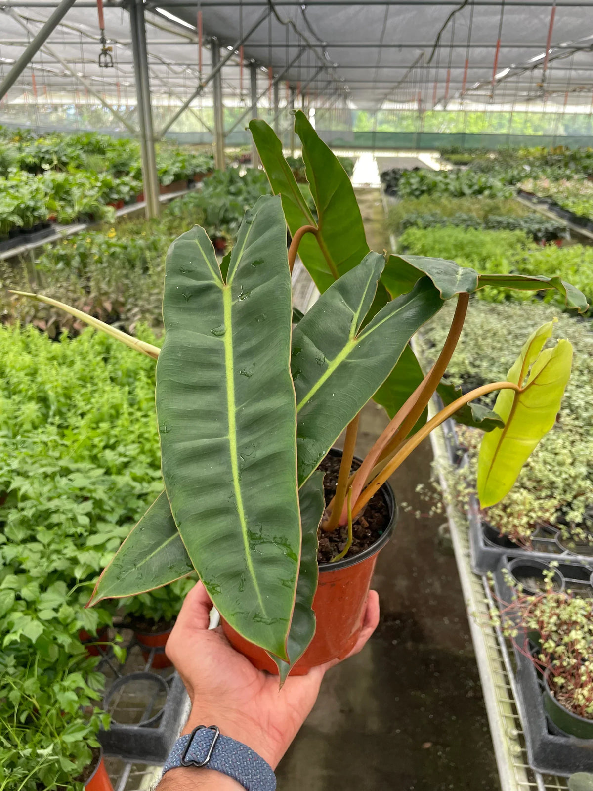 Philodendron billietiae