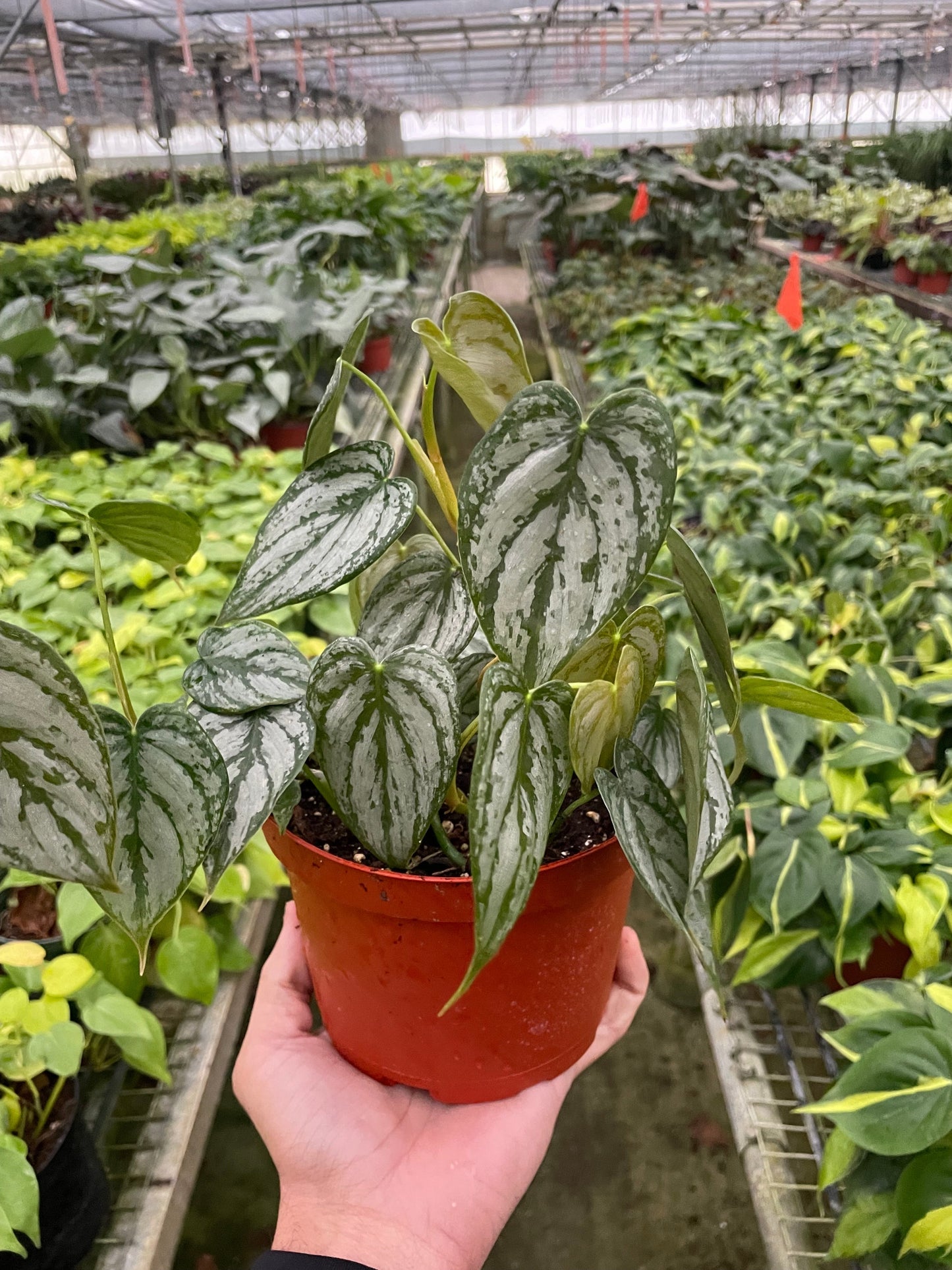 Philodendron brandtianum