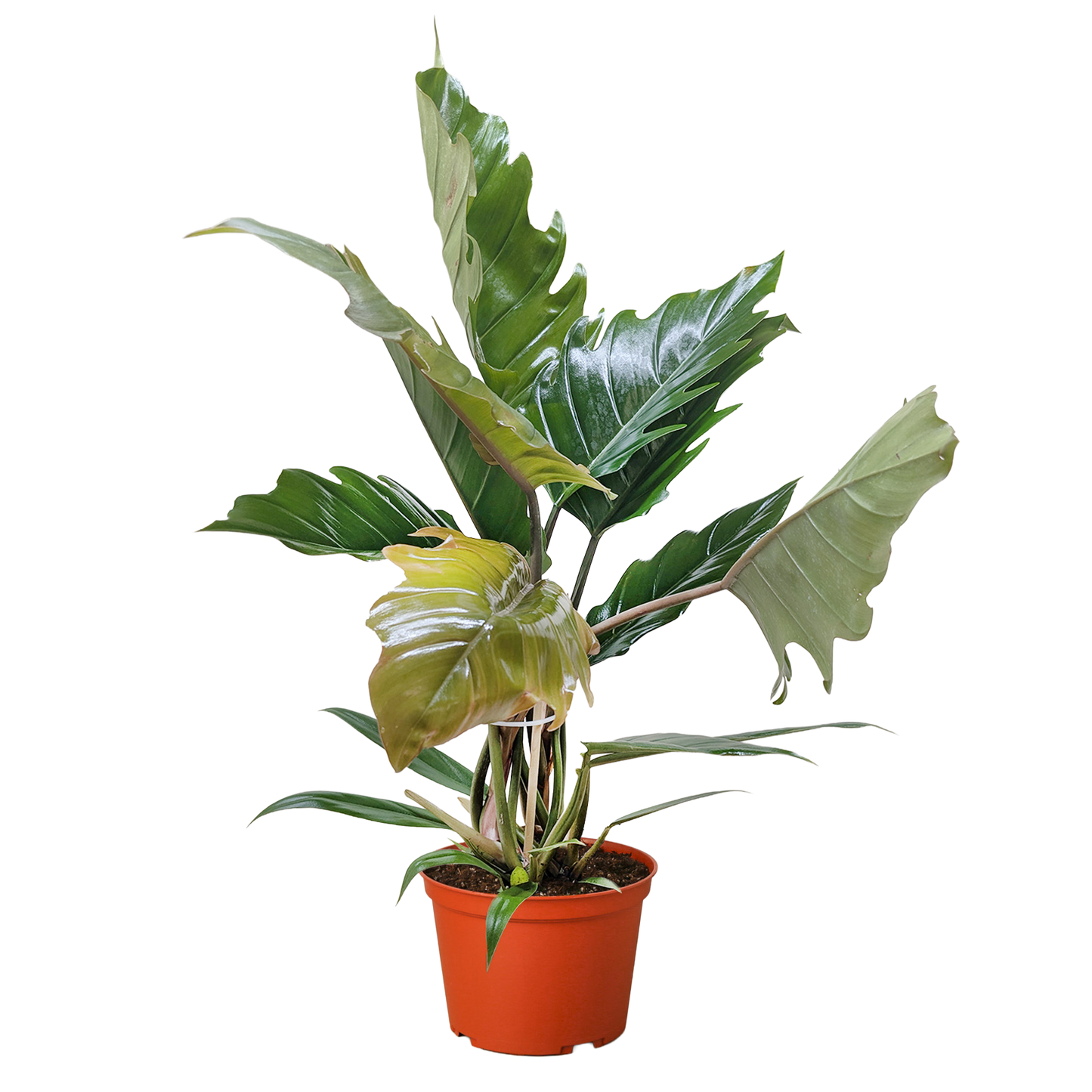 Philodendron 'Choco Empress'