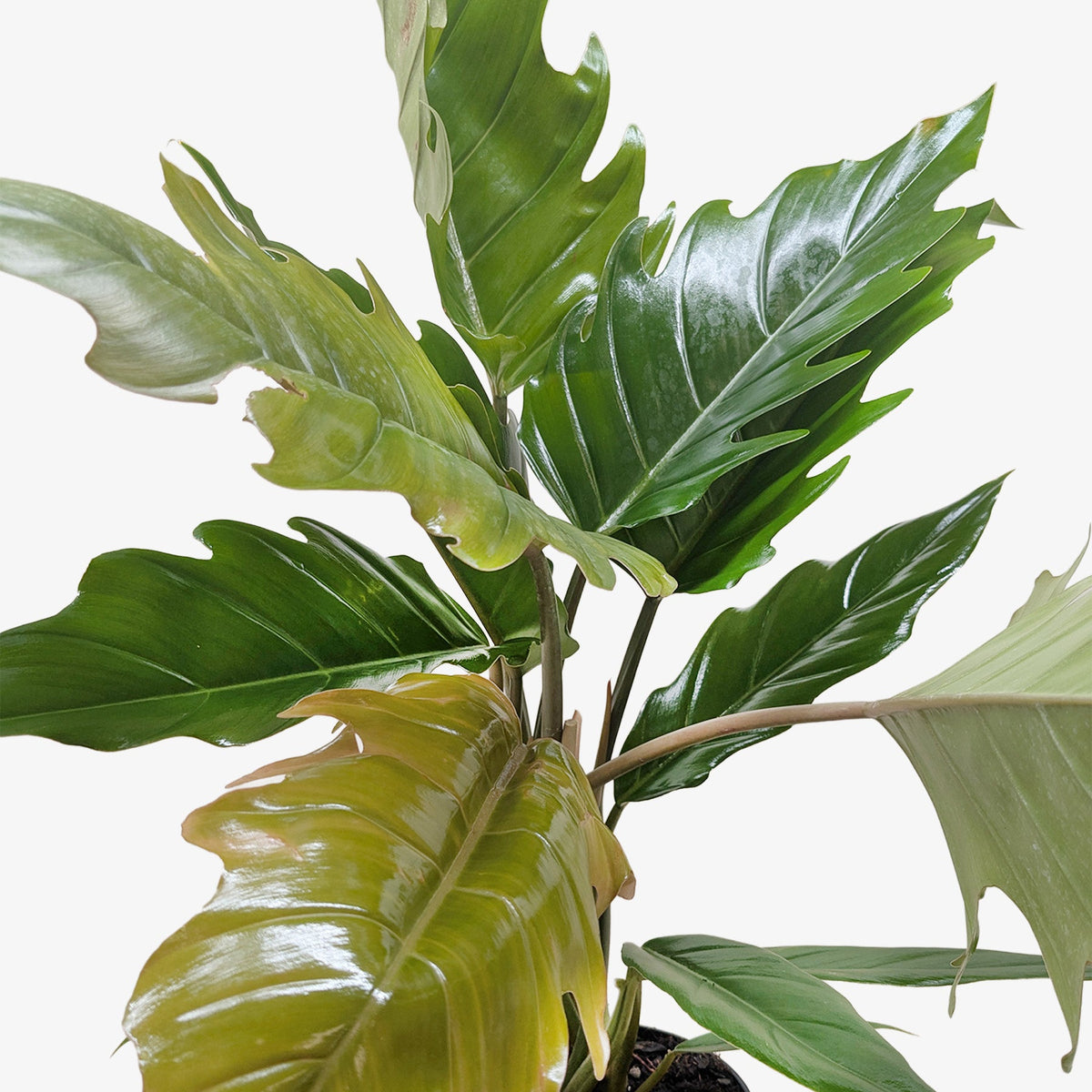 Philodendron 'Choco Empress'