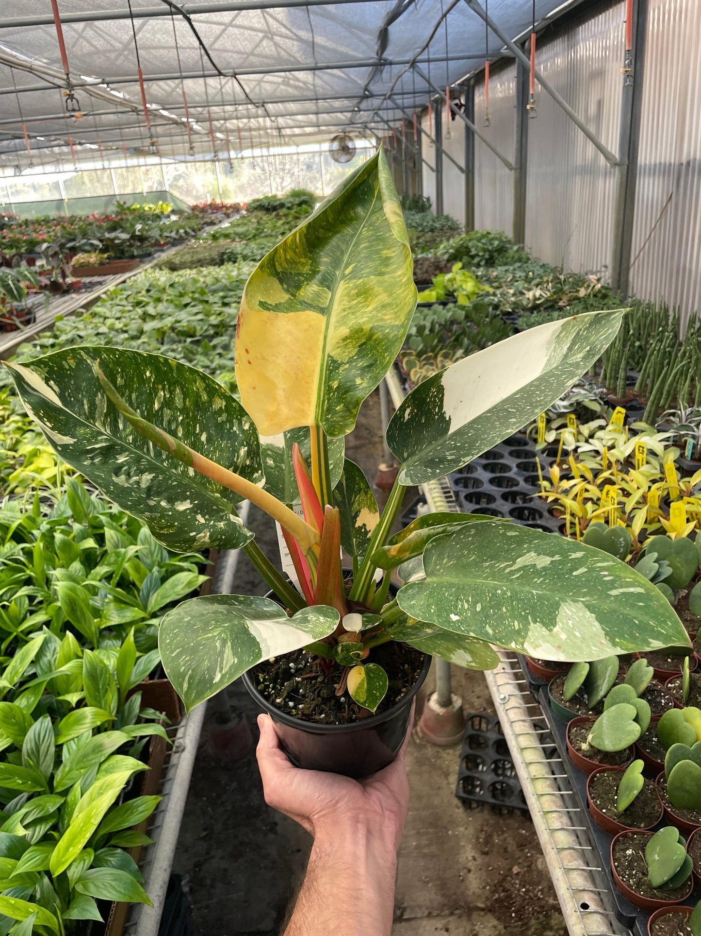 Philodendron 'Green Congo Variegated'