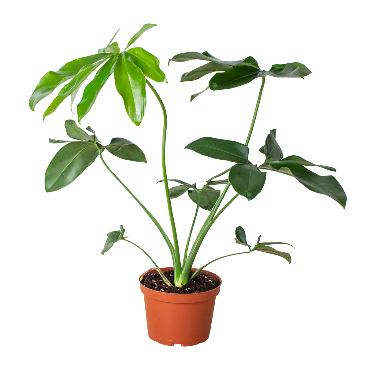 Philodendron goeldii 'Fun bun'