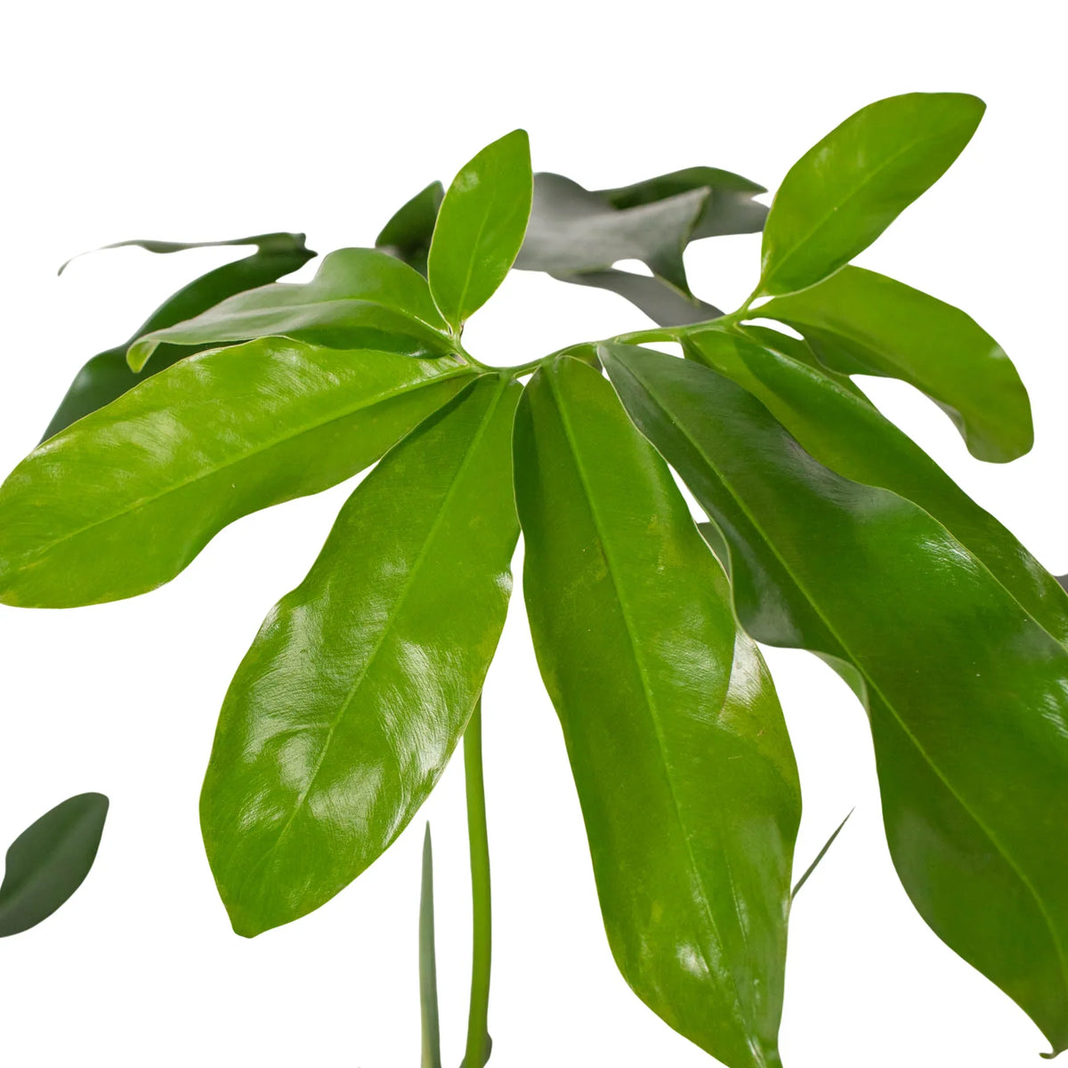 Philodendron goeldii 'Fun bun'